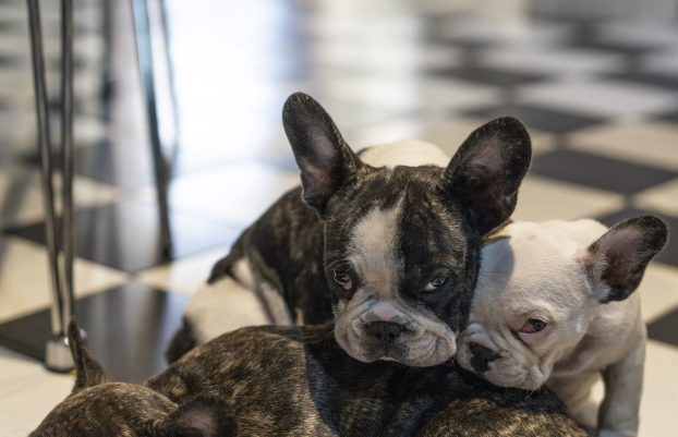 Three adorable French bulldogs puppies. One is resting and the others looking at camera