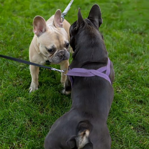 two dogs black bulldog and white met and sniff each other in the park